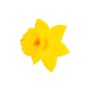 Sugar & Vice Daffodil Brooch