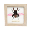 Sugar & Vice Framed Beetle Wall Art 2