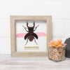 Sugar & Vice Framed Beetle Wall Art