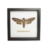 Sugar & Vice Framed Hawkmoth Wall Art 2