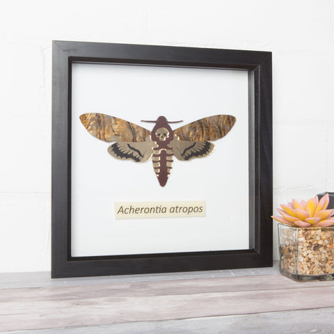 Framed Hawkmoth Wall Art